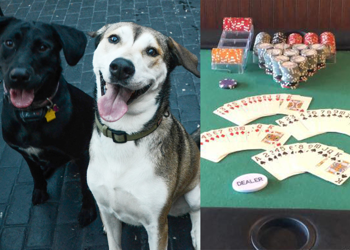 pupsandpoker-2.jpg
